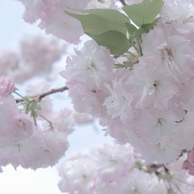 Furry圈经典作品赏析兽圈群